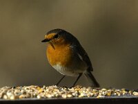 Erithacus rubecula 21, Roodborst, Saxifraga-Jan van der Straaten