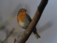 Erithacus rubecula 24, Roodborst, Saxifraga-Luc Hoogenstein