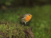 Erithacus rubecula 3, Roodborst, Saxifraga-Piet Munsterman