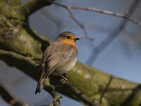 Erithacus rubecula 31, Roodborst, Saxifraga-Mark Zekhuis