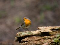 roodborst  roodborst in de Haspel : Erithacus rubecula