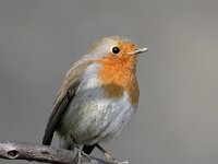 Erithacus rubecula 34, Roodborst, Saxifraga-Iztok Skornik