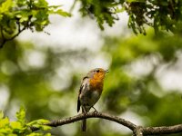 Erithacus rubecula 36, Roodborst, adult, Saxifraga-Theo Verstrael