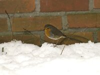 Erithacus rubecula 37, Roodborst, Saxifraga-Willem van Kruijsbergen