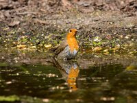 Erithacus rubecula 4, Roodborst, Saxifraga-Jan Nijendijk