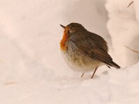 Erithacus rubecula 40, Roodborst, Saxifraga-Piet Munsterman