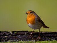 Roodborst  Roodborst Garderen : Erithacus rubecula