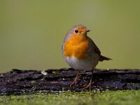 Roodborst  Roodborst Garderen : Erithacus rubecula