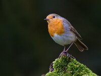 Roodborst  Roodborst Garderen : Erithacus rubecula