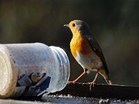 Erithacus rubecula 59, Roodborst, Saxifraga-Hans Dekker