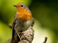 Erithacus rubecula 63, Roodborst, adult, Saxifraga-Theo Verstrael