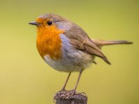 Red Robin on spring background  Red Robin (Erithacus rubecula) cute bird perched on post with bright green spring colorful background : Belgium, Netherlands, Songbird, animal, background, beautiful, beauty, bird, breast, close, closeup, color, colorful, cute, erithacus, europe, european, fauna, feather, forest, france, friendly, garden, germany, green, happy, isolated, lawn, lovely, nature, orange, perched, plumage, portrait, red, redbreast, robin, rubecula, scotland, small, spring, stump, summer, sweden, tree, uk, white, wild, wildlife