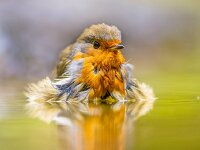Bathing Red Robin  Red Robin (Erithacus rubecula) taking a bath while looking curious in the camera : Songbird, animal, background, bath, bathing, beauty, bird, birds, birdwatching, breast, camera, close, close-up, closeup, color, curious, cute, day, delicate, erithacus, european, garden, green, isolated, life, little, looking, natural, nature, one, orange, outdoors, pink, rain, rainy, rebecula, red, redbreast, robin, scenic, season, single, sweet, up, wash, washing, white, wild, wildlife, winter