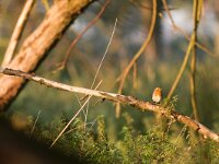 Erithacus rubecula 74, Roodborst, Saxifraga-Jelmer Reyntjes