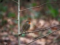 Erithacus rubecula 75, Roodborst, Saxifraga-Hans Dekker