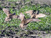 Eudromias  morinellus 12, Morinelplevier, Saxifraga-Peter Meininger