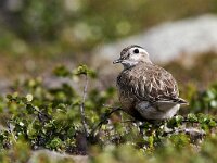 Eudromias  morinellus 6, Morinelplevier, Saxifraga-Mark Zekhuis