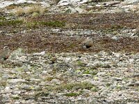 Eudromias morinellus 14, Morinelplevier, Saxifraga-Hans Grotenhuis