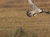 Falco peregrinus 13, Slechtvalk, Saxifraga-Martin Mollet