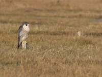 Falco peregrinus 14, Slechtvalk, Saxifraga-Martin Mollet