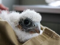 Falco peregrinus 37, Slechtvalk, Saxifraga-Bart Vastenhouw