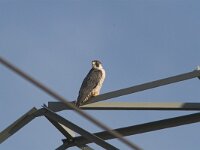 Falco peregrinus 4, Slechtvalk, Saxifraga-Martin Mollet