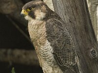 Falco peregrinus 42, Slechtvalk, Saxifraga-Willem van Kruijsbergen