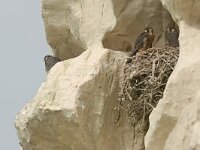 Falco peregrinus 50, Slechtvalk, Saxifraga-Mark Zekhuis