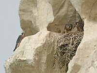 Falco peregrinus 56, Slechtvalk, Saxifraga-Mark Zekhuis