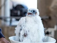 Falco peregrinus 60, Slechtvalk, Saxifraga-Bart Vastenhouw