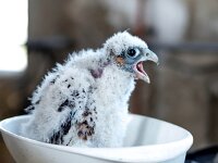 Falco peregrinus 63 Slechtvalk, Saxifraga-Bart Vastenhouw