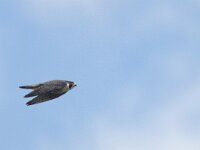 Falco peregrinus 69, Slechtvalk, Saxifraga-Mark Zekhuis