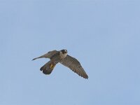 Falco peregrinus 7, Slechtvalk, Saxifraga-Martin Mollet