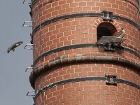 Falco peregrinus 72, Slechtvalk, Saxifraga-Mark Zekhuis