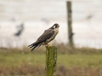 Falco peregrinus 85, Slechtvalk, Saxifraga-Bart Vastenhouw