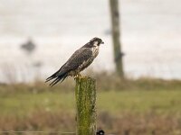Falco peregrinus 88, Slechtvalk, Saxifraga-Bart Vastenhouw