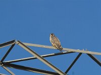 Falco peregrinus 9, Slechtvalk, Saxifraga-Martin Mollet