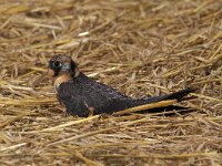 Falco subbuteo 41, Boomvalk, Saxifraga-Martin Mollet