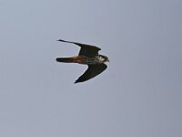 Falco subbuteo 43, Boomvalk, Saxifraga-Henk Baptist