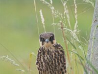 Falco subbuteo 8, Boomvalk, juvenile, Saxifraga-Martin Mollet