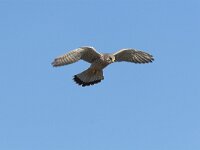 Falco tinnunculus 35, Torenvalk, adult male, Saxifraga-Martin Mollet