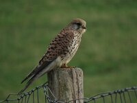Falco tinnunculus 53, Torenvalk, Saxifraga-Henk Sierdsema