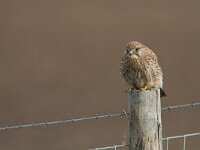 Falco tinnunculus 7, Torenvalk, Saxifraga-Martin Mollet