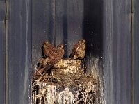 Falco tinnunculus 75, Torenvalk, Saxifraga-Martin Mollet