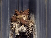 Falco tinnunculus 76, Torenvalk, Saxifraga-Martin Mollet