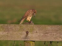 Falco tinnunculus 85, Torenvalk, Saxifraga-Martin Mollet