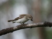 Ficedula hypoleuca 10, Bonte vliegenvanger, female, Saxifraga-Dirk Hilbers