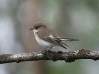 Ficedula hypoleuca 11, Bonte vliegenvanger, female, Saxifraga-Dirk Hilbers