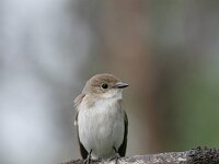 Ficedula hypoleuca 12, Bonte vliegenvanger, female, Saxifraga-Dirk Hilbers