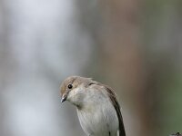 Ficedula hypoleuca 13, Bonte vliegenvanger, female, Saxifraga-Dirk Hilbers